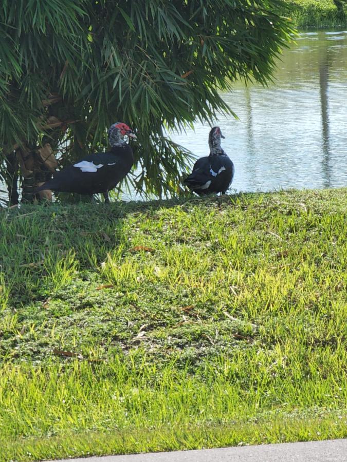 Quails Nest Hotel Cape Coral Buitenkant foto
