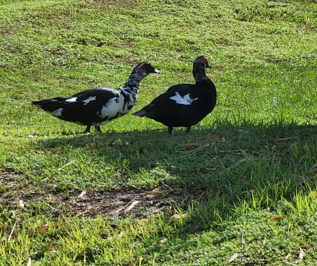 Quails Nest Hotel Cape Coral Buitenkant foto